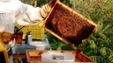 Alberto ci mostra le api all'opera